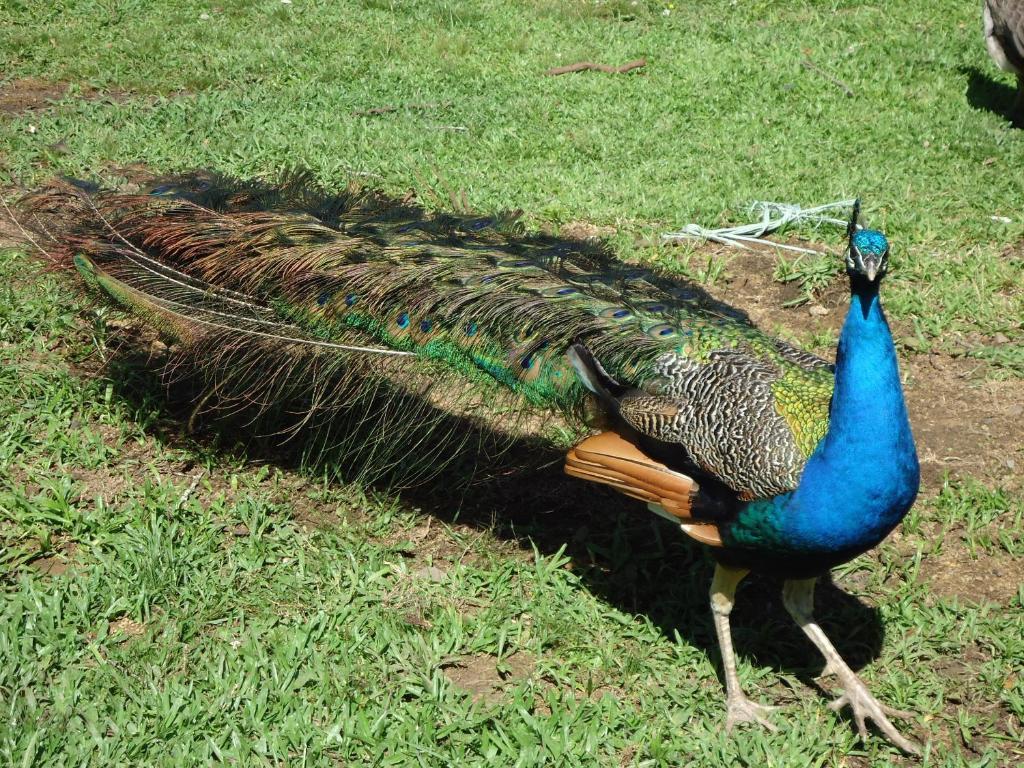 Hotel Fazenda Pampas Canela Ngoại thất bức ảnh
