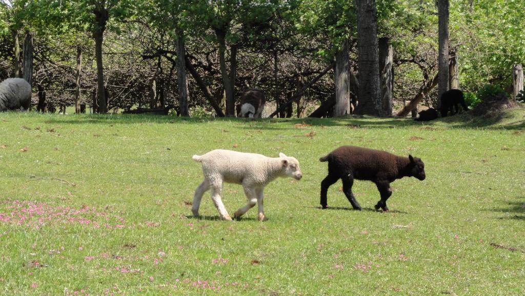 Hotel Fazenda Pampas Canela Ngoại thất bức ảnh